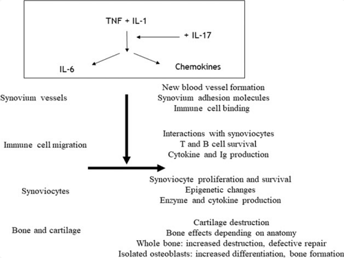 Local and systemic effects of IL-17 in joint inflammation: a historical perspective from discovery to targeting.