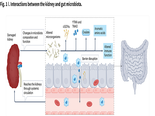 Microbiota and kidney disease: the road ahead.