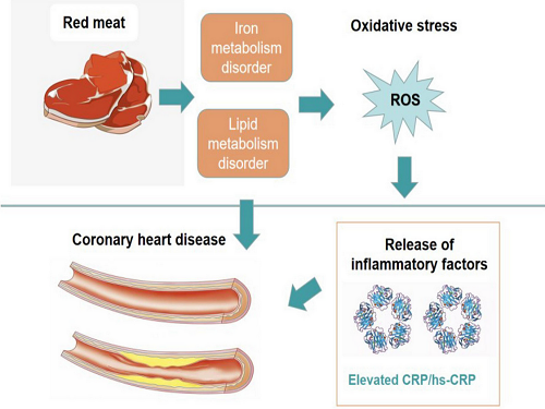 Red meat consumption and risk for dyslipidaemia and inflammation: A systematic review and meta-analysis.